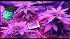 Mars Hydro Reflector 720W Full Spectrum Led Grow Light Indoor Plant Veg Flower.